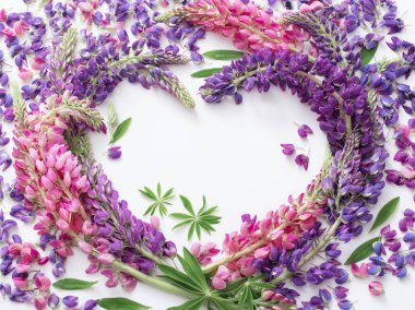 Beyaz arka plan üzerinde acı bakla çiçekler