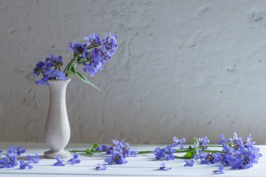 Hesperis matronali çiçek Vazoda beyaz arka plan üzerinde