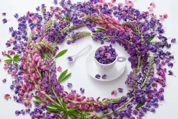 Flores de altramuz sobre fondo blanco — Foto de Stock