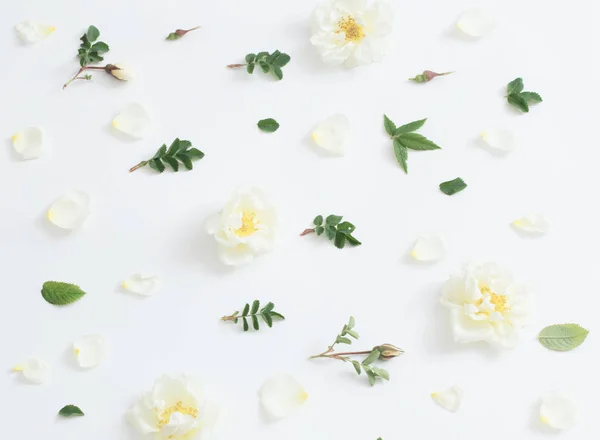 Rose su sfondo bianco — Foto Stock