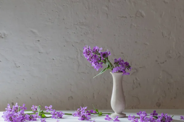 Hesperis matronali 花在白色背景上的花瓶 — 图库照片