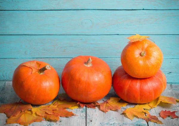 Calabazas sobre fondo azul de madera vieja — Foto de Stock