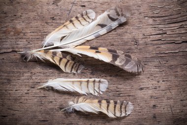 Ahşap arka plan üzerinde bir kuş tüyleri