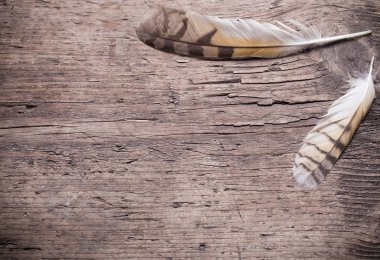 Ahşap arka plan üzerinde bir kuş tüyleri