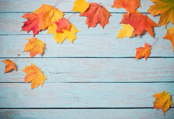 Maples on blue wooden background — Stock Photo, Image