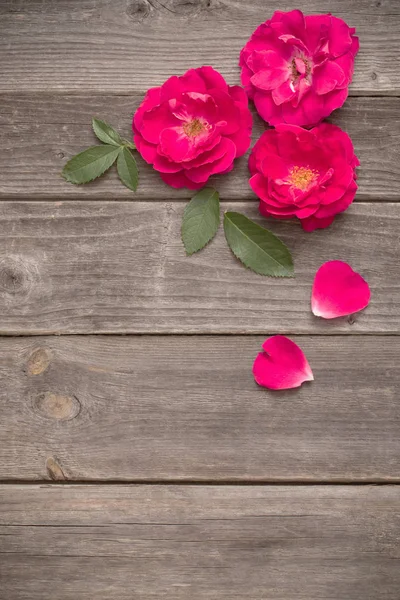 Rosa rossa su fondo di legno — Foto Stock