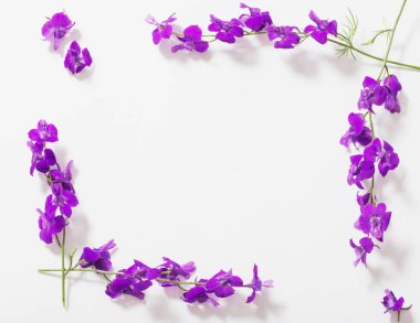 Beyaz arka planda mavi yaz çiçekleri