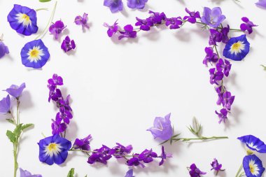 Beyaz arka planda mavi yaz çiçekleri