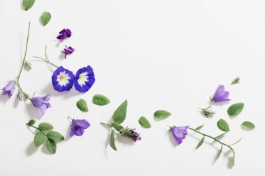 Beyaz arka planda mavi yaz çiçekleri