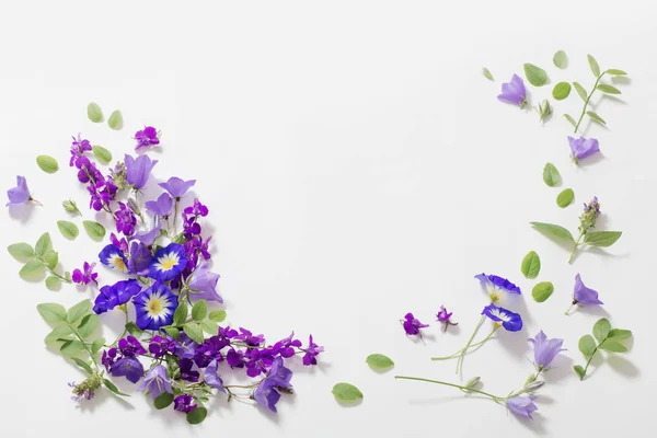 Modrá letní květiny na bílém pozadí — Stock fotografie