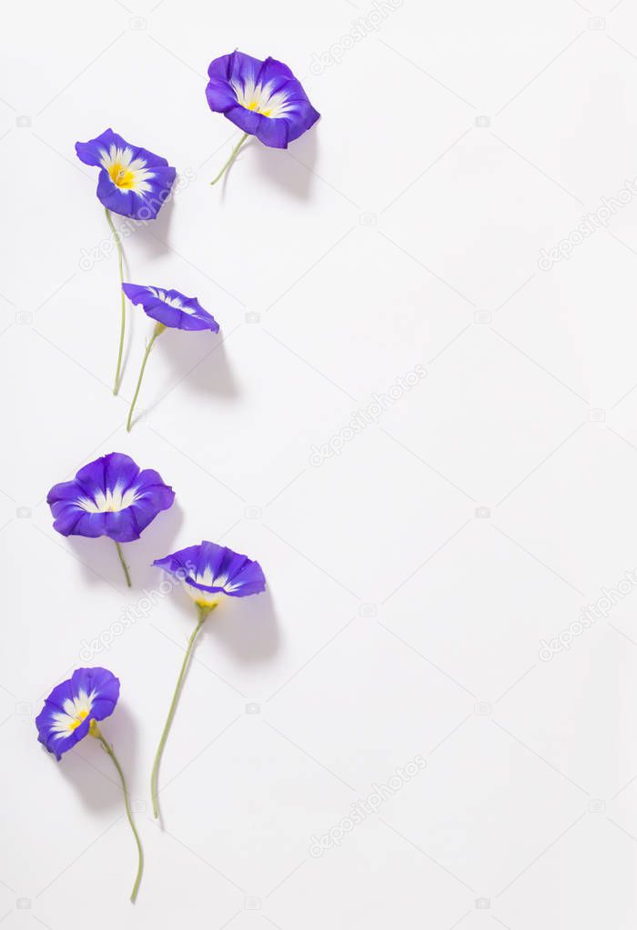 blue summer flowers on white background