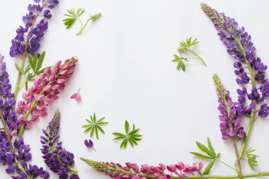 Beyaz arka plan üzerinde acı bakla çiçekler