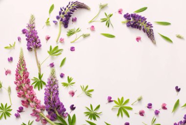 Beyaz arka plan üzerinde acı bakla çiçekler