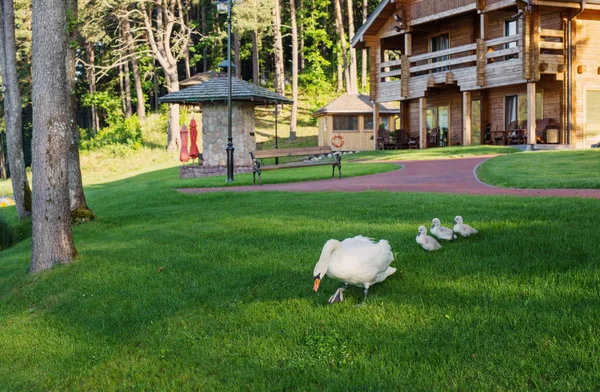 Cygne avec des petits sur l'herbe près de la maison en bois — Photo