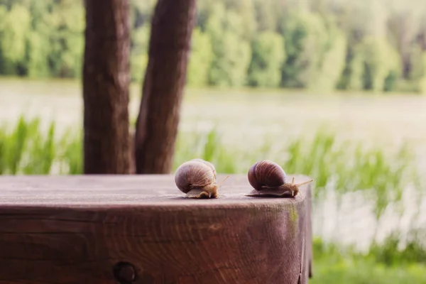 Grape snail on old wooden background — Stock Photo, Image