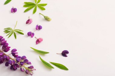 Beyaz arka plan üzerinde acı bakla çiçekler