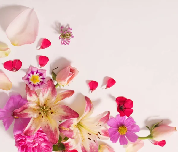 Flores de verano sobre fondo blanco —  Fotos de Stock