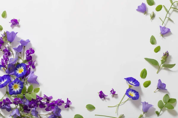 Fleurs d'été bleues sur fond blanc — Photo