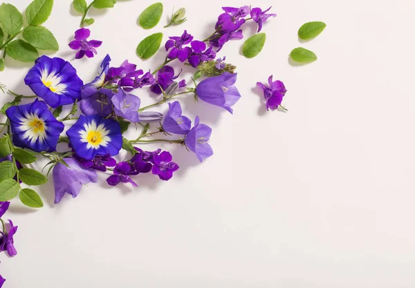 Flores azules de verano sobre fondo blanco — Foto de Stock