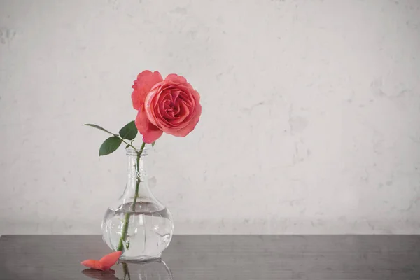 Rosas em vaso no fundo branco velho — Fotografia de Stock