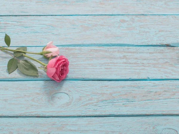 Beautiful roses on blue old wooden background — Stock Photo, Image