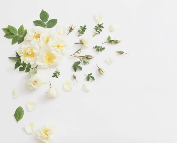 Rosas sobre fondo blanco —  Fotos de Stock