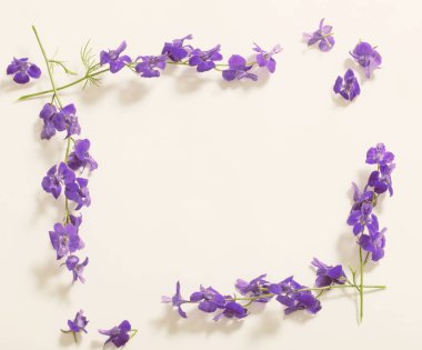 Beyaz arka planda mavi yaz çiçekleri