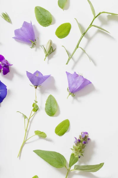Azul flores de verão no fundo branco — Fotografia de Stock