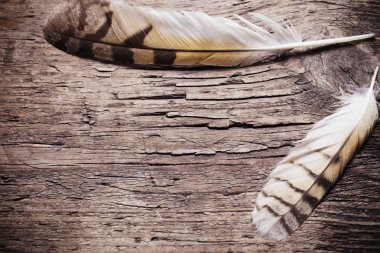 Ahşap arka plan üzerinde bir kuş tüyleri