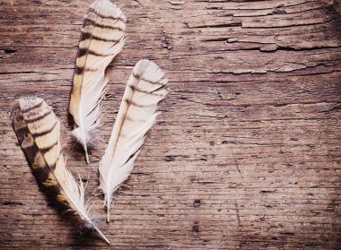 Ahşap arka plan üzerinde bir kuş tüyleri