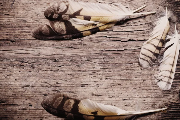 Ahşap arka plan üzerinde bir kuş tüyleri