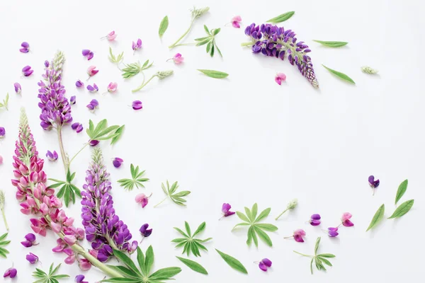 Beyaz arka plan üzerinde acı bakla çiçekler