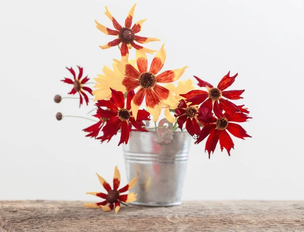 Rudbeckia v kbelíku na bílém pozadí — Stock fotografie