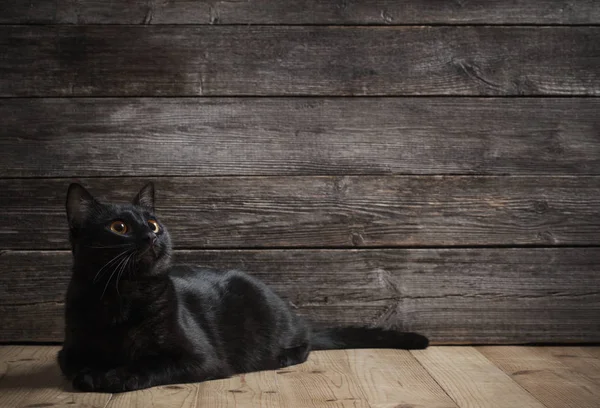 Balck cat on dark wooden background — Stock Photo, Image