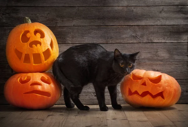 skal Vice resterende Sort Lille Kat Med Halloween Græskar — Stock-foto © Kruchenkova #208634962