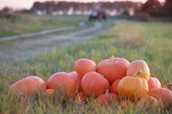 The pumpkins outdoor — Stock Photo, Image