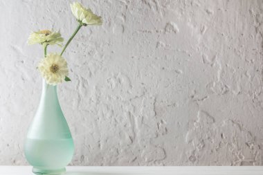 Beyaz arka plan üzerinde Zinnia çiçekler