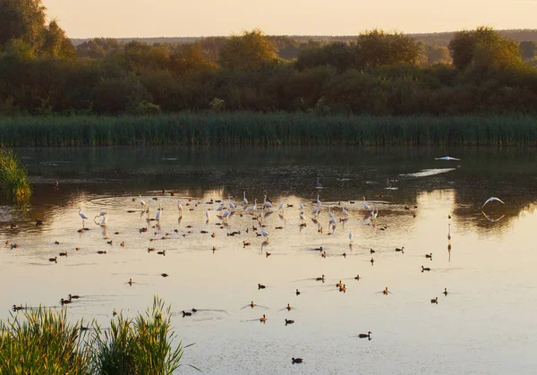 一群白苍鹭在湖上 — 图库照片