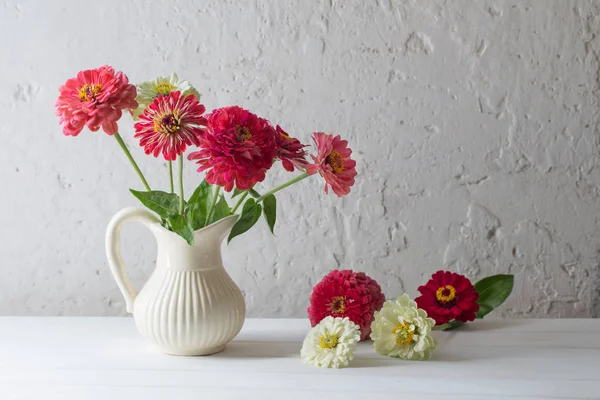 Zinnia Blumen auf weißem Hintergrund — Stockfoto
