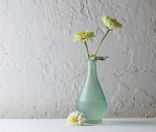 Beyaz arka plan üzerinde Zinnia çiçekler