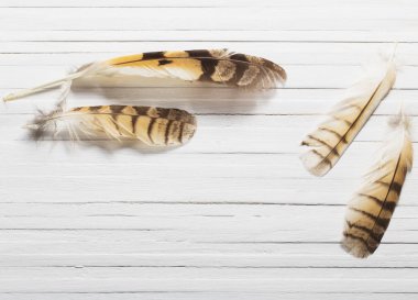 Ahşap arka plan üzerinde bir kuş tüyleri