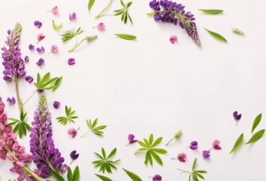 Beyaz arka plan üzerinde acı bakla çiçekler