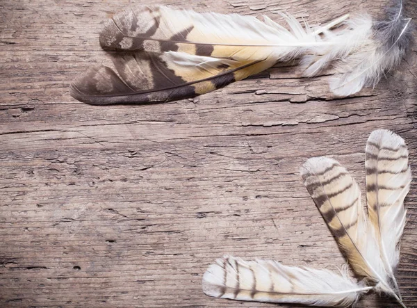 Ahşap arka plan üzerinde bir kuş tüyleri