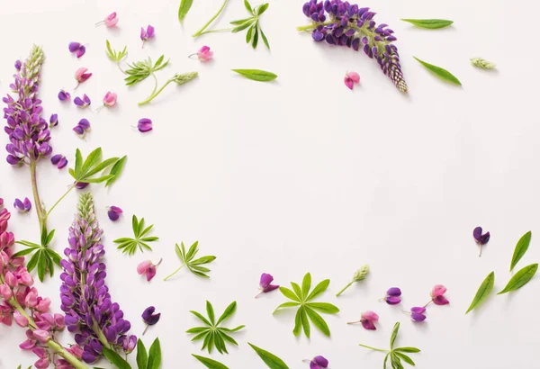 Beyaz arka plan üzerinde acı bakla çiçekler