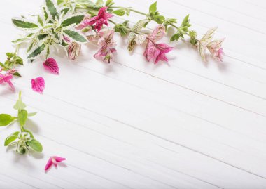 Adaçayı Beyaz ahşap arka plan üzerinde dekoratif