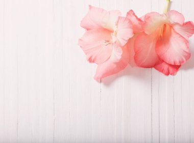 Kılıç çiçeği Beyaz ahşap zemin üzerinde 