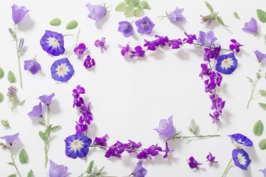 Beyaz arka planda mavi yaz çiçekleri