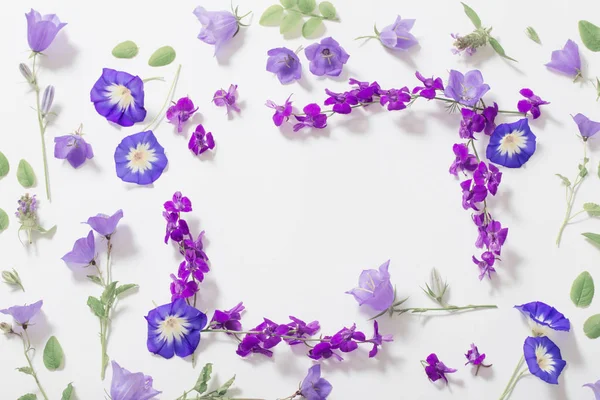 Beyaz arka planda mavi yaz çiçekleri