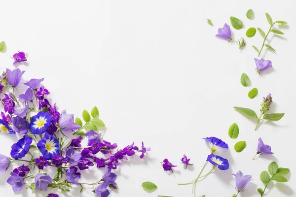 Blå sommar blommor på vit bakgrund — Stockfoto