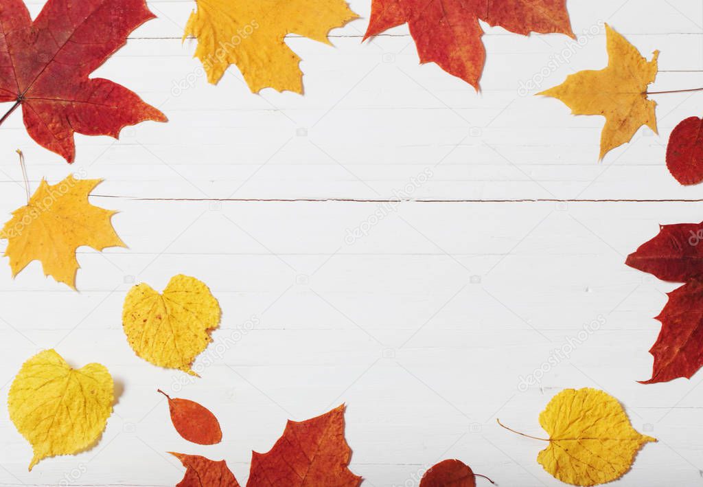 autumn leaves on white wooden background